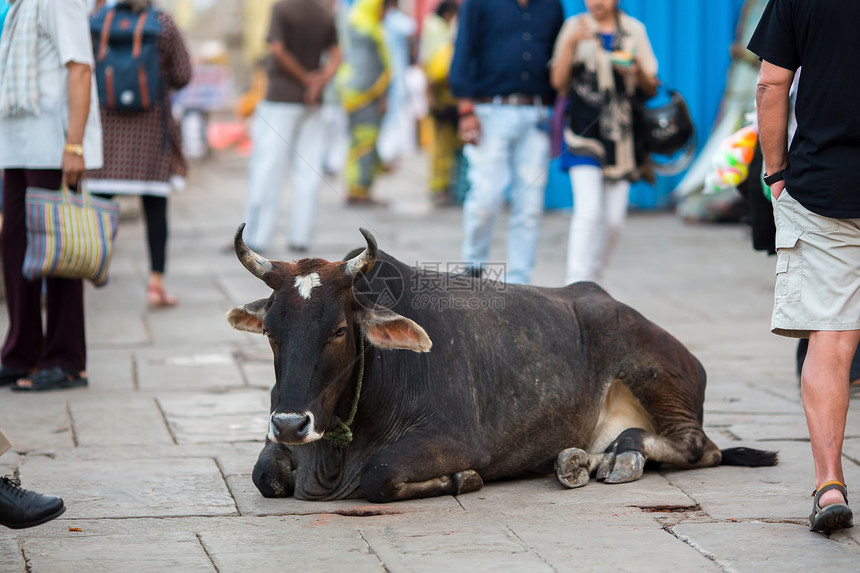 牛躺在印度城市图片