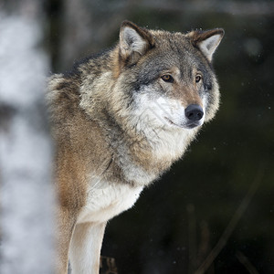 一只狼站在树林里在秋天和冬天之图片