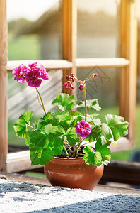 乡村窗台上放着天竺葵的花瓶图片