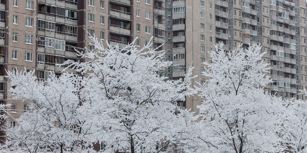城市寒冷日子里的冬树图片