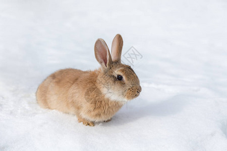 白雪上一只棕色兔子的肖像图片