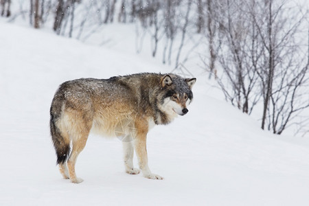 野狼独自在挪威冬季图片