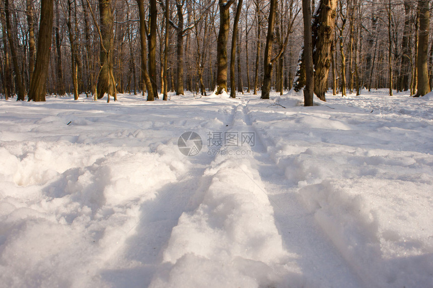 白色冬雪上的滑雪痕迹图片