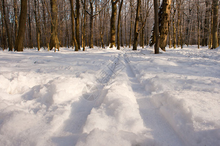 白色冬雪上的滑雪痕迹图片
