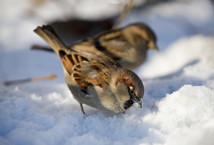 冬日雪地上的麻雀图片