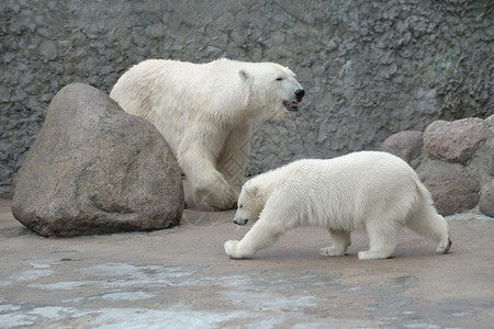白北极熊家族图片