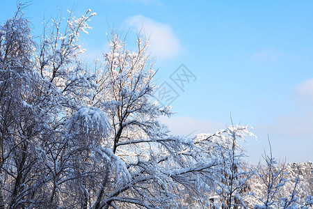 美好的冬天背景与雪下的森林图片