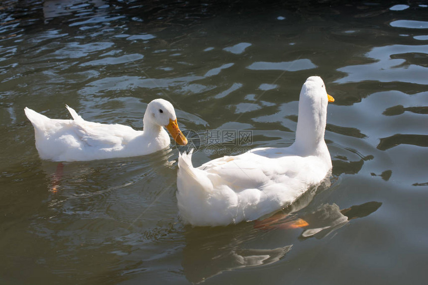 池塘里游泳的鸭子图片