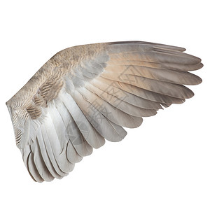 白色背景上的翅膀图片