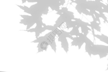 萨比照片的叠加效果枫树的灰色阴影在白墙上留下抽象的中自然概念模糊背景设计图片