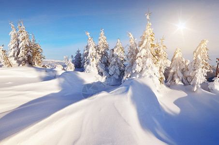 在山的冬天风景针叶林树上的新雪图片