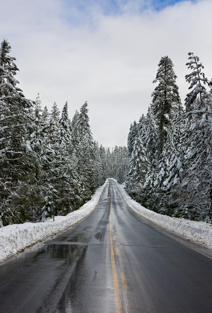 穿过白雪皑的森林的道路图片