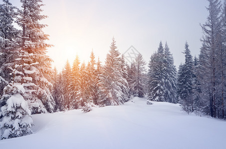 冬季风景有雪覆盖的温泉森图片