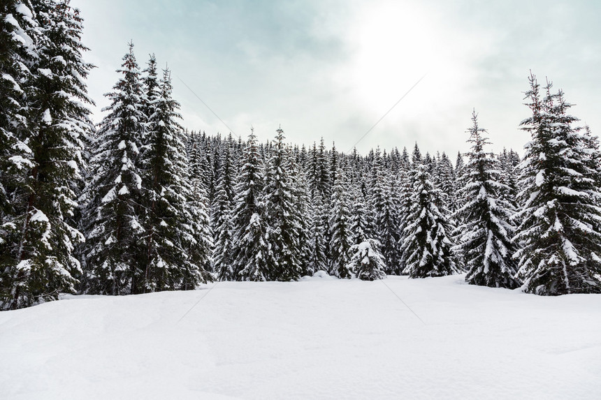 斯洛文尼亚冬季森林朱路亚阿尔卑斯图片