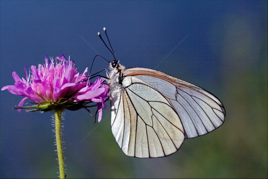 小白蝴蝶在粉红色花朵图片