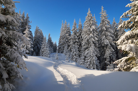 冬天的森林风景雪中的足图片