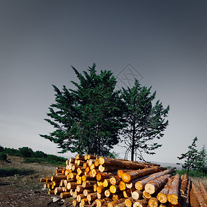 意大利日落森林伐木图片