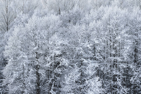 雪和雾凇覆盖的树木鸟瞰图图片