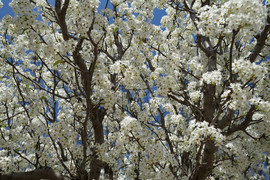 春天开花的梨树图片