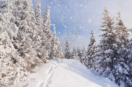 冬季风景有雪漂流和山林中一条步行道暴图片