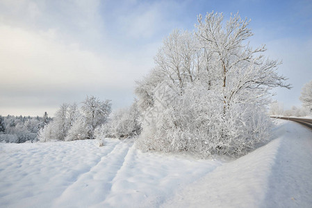 在雪覆盖的田地上的轨道上树图片