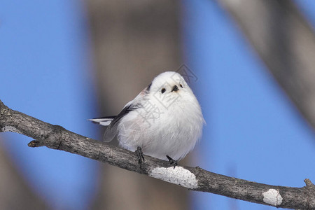 冬季北海道的长尾山雀背景图片