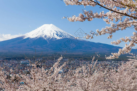 樱花树和春天的富士山图片