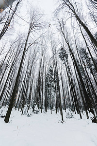 白雪皑的冬季森林中树干的低视角图片