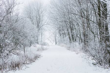 冰冻的树木和雪中的小路白色的冬天图片