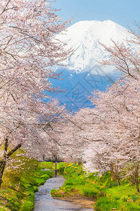 樱花树和富士山图片