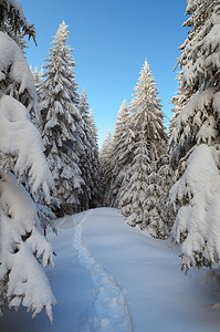 冬天的风景雪中的斯普鲁斯森林通图片
