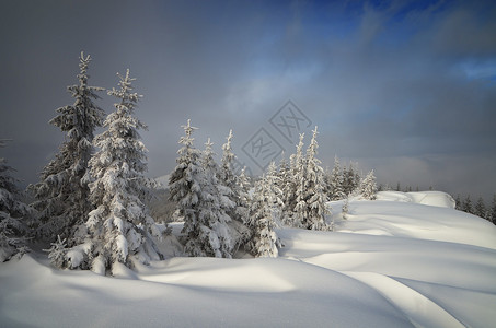 圣诞景观山林中的雪堆图片