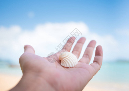 左手掌中的白色贝壳图片