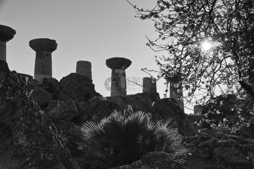 意大利西里阿格里根托希腊寺庙谷杏仁树和花朵以及黑白背景的赫拉图片