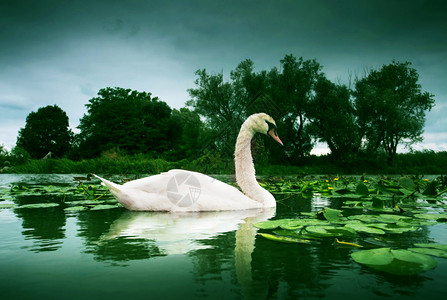 巴拉顿湖水面白天鹅游泳背景图片