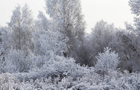 白色的冬季森林冰霜覆盖的景观图片