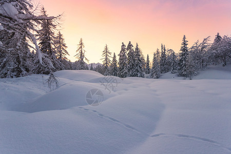 美丽的冬季风景有雪覆盖的树木图片