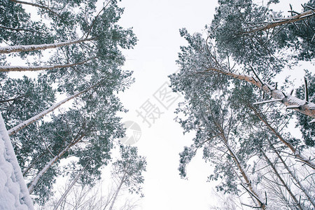 森林中积雪覆盖树图片