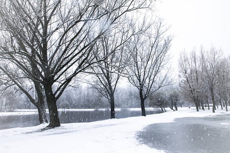 背景降雪在冬季森林图片