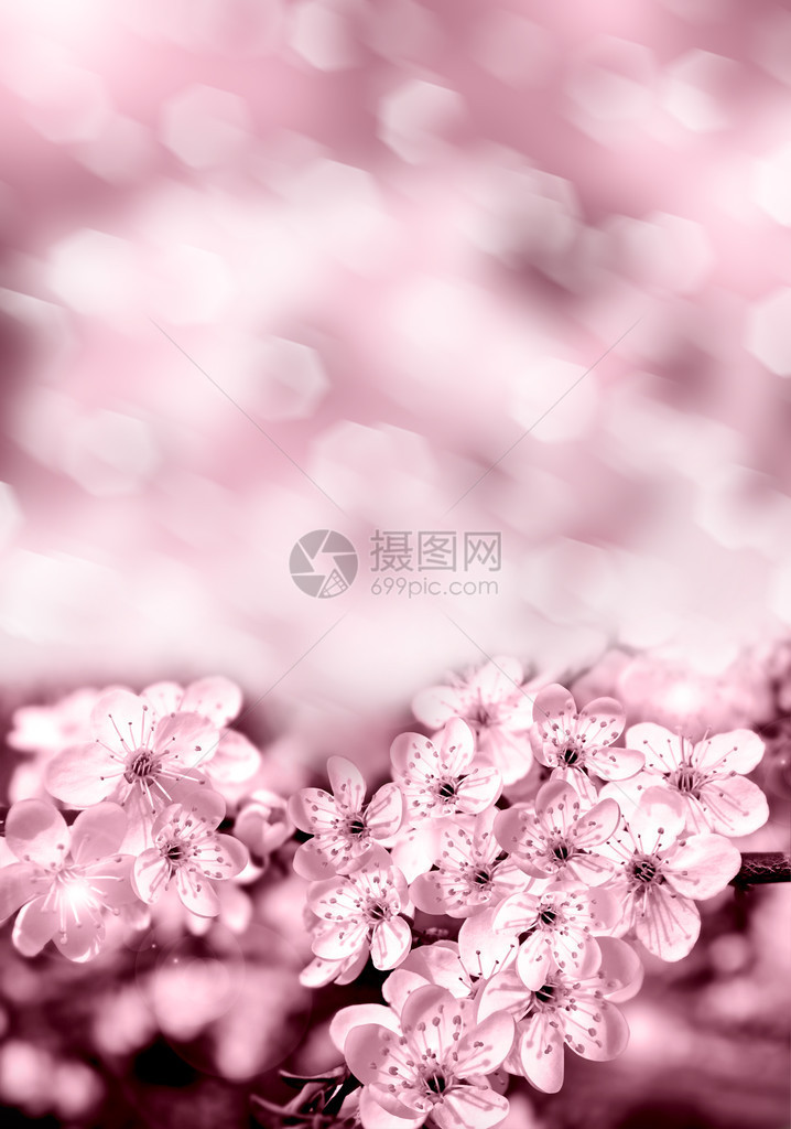 粉色滤镜下的樱花的枝叶图片