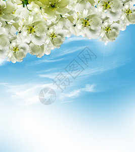 樱花装饰的蓝天背景图片