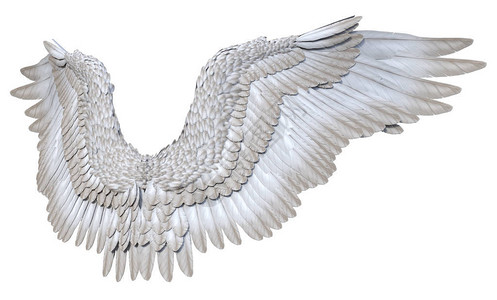白尾鹰捕食3D白背景的白色幻想天使翼设计图片