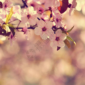 模糊花树背景前的樱花花枝图片