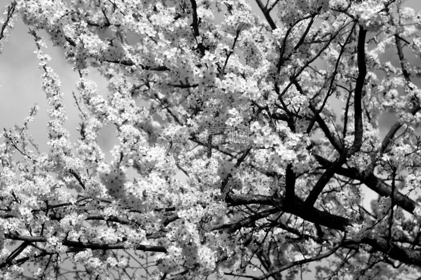 黑白色的樱花树图片