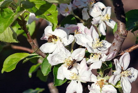 用樱桃树和蜜蜂的花朵图片