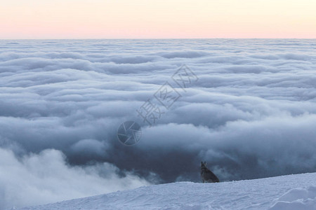 哈士奇狗坐在雪山上看着云彩喀尔巴阡图片