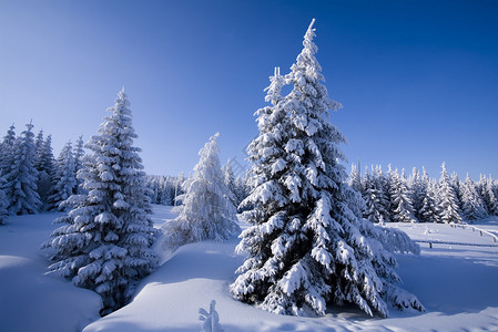 雪山森林图片