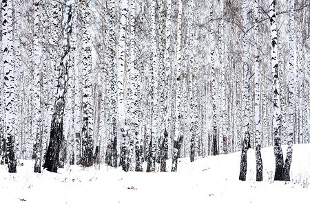 冬天的白桦林图片