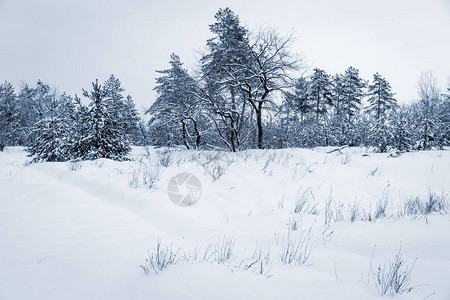 森林雪下的冬季草地图片