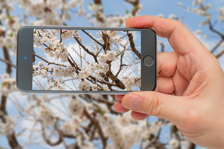 杏树春天开花婚礼卡和婚礼请柬的背景照片智能手机智能手机在手图片